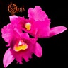 OPETH - Orchid-digipack : reedice 2016