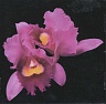 OPETH - Orchid-reedice 2011