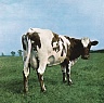 Atom heart mother-reedice 2025